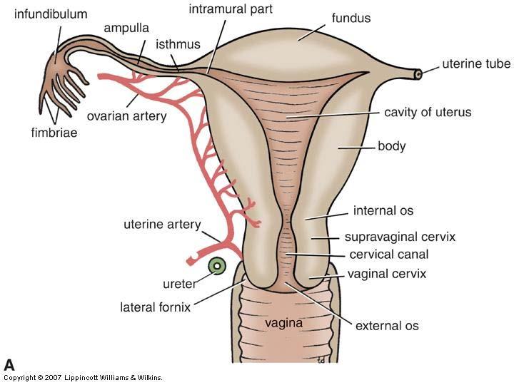 Division Umbilical a. Superior vesical a. Obturator a. exit with obturator nerve through obturator foramen Uterine a.