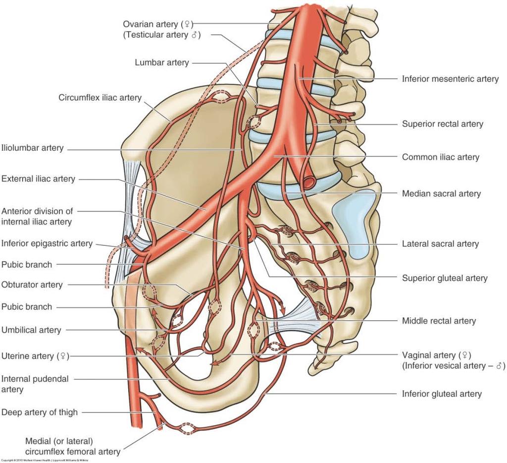 Internal pudendal a. Leave via GSF Come back via LSF Inter the pudendal canal with the nerve Inferior gluteal a. Below piriformis m.