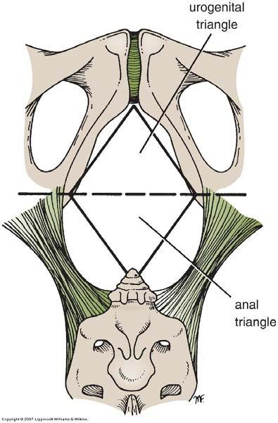 .. not drain in bifurcation Lymphatics of the pelvis Lymph drains into the node associated with arteries External iliac, internal iliac & common iliac lymph nodes Now Let s start the 2 nd lecture