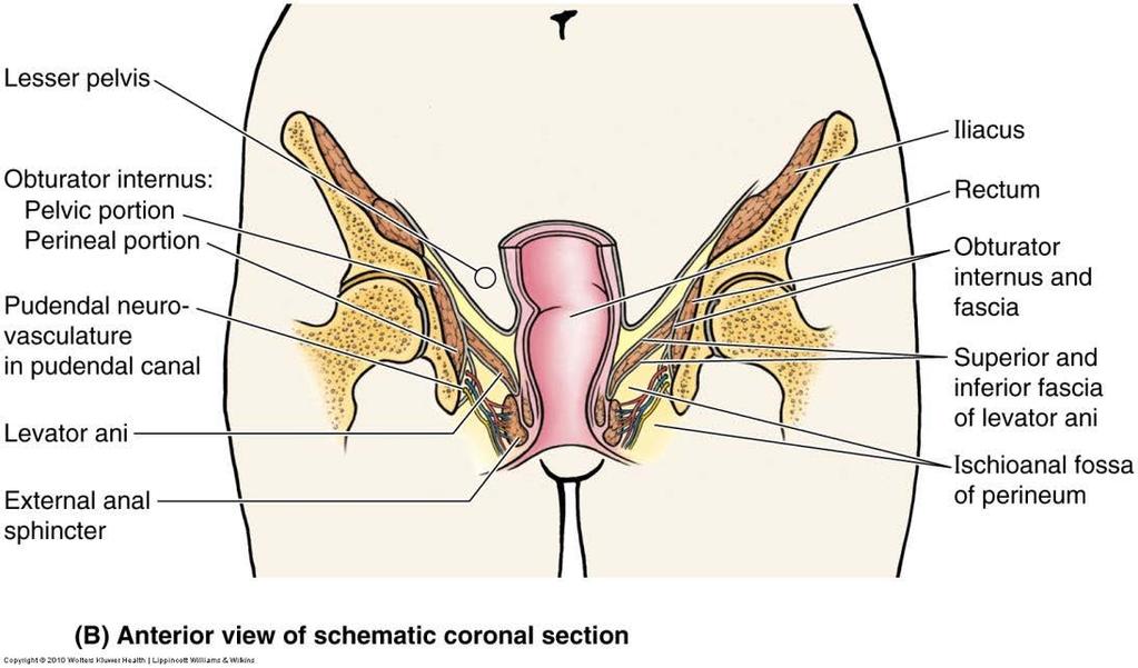 Sacrotuberous lig. & ischial tuberosity laterally Content Anal canal & anus.. in the midline just inferior to pelvic floor Ischioanal (ischiorectal) Fossae.