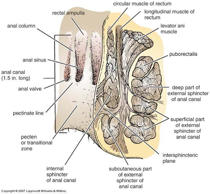 Male Female anal canal is continuation of GI, downward backward, separated from rectum by puborectalis muscle, rectum is oriented downward forward, so make angle between them, and the content differ
