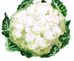 Sprouts Cabbage (preferably cooked) Cultured Dairy: Kefir