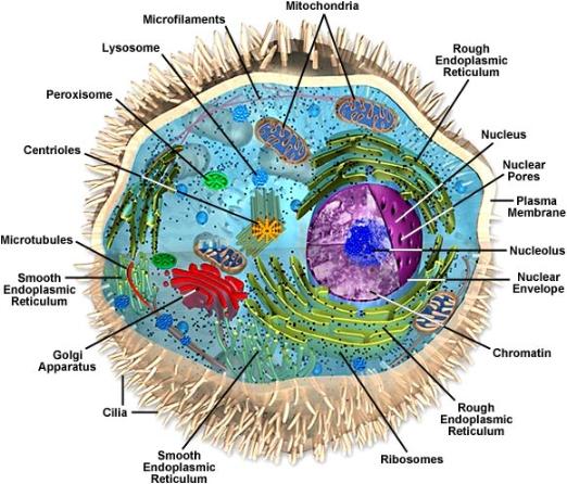 Introduction to Metabolism - Cell Structure and Function Anatomy of a Typical Animal Cell The differences between prokaryotes and eukaryotes lie in their internal organization and modes of