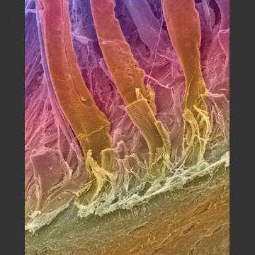 Examples of collagen in biological tissues Collagen fibers act like spring; transmit forces; store energy; prevent premature mechanical failure