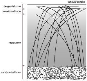 Examples of collagen Collagen fibers in cartilage give strength and