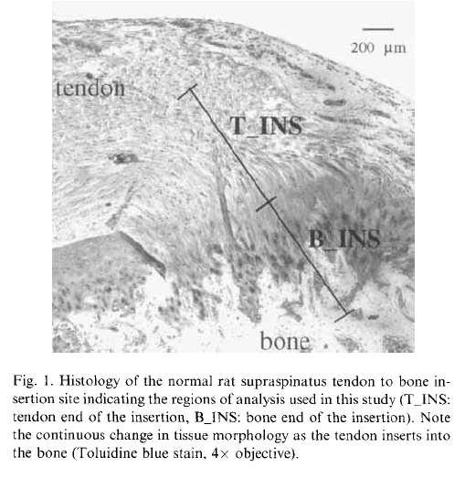 The insertion site Similar insertion structures into bone in Ts and Ls From more tendinous to more bony