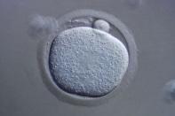 fertilized egg endoderm hepatoblast