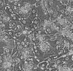 tissue models primary hepatocyte fresh cryo-preserved liver microsome