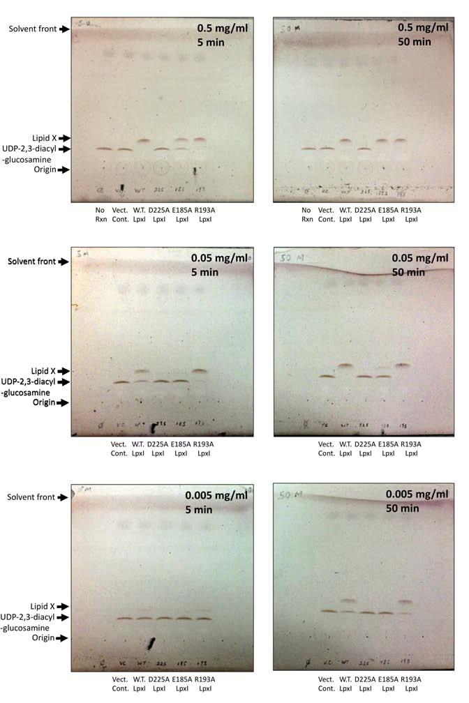 Supplementary Figure 5. Semi-quantitative assay of CcLpxI point mutants to determine R193A activity Crude lysates of E. coli expressing an empty vector, wild-type (W.T.