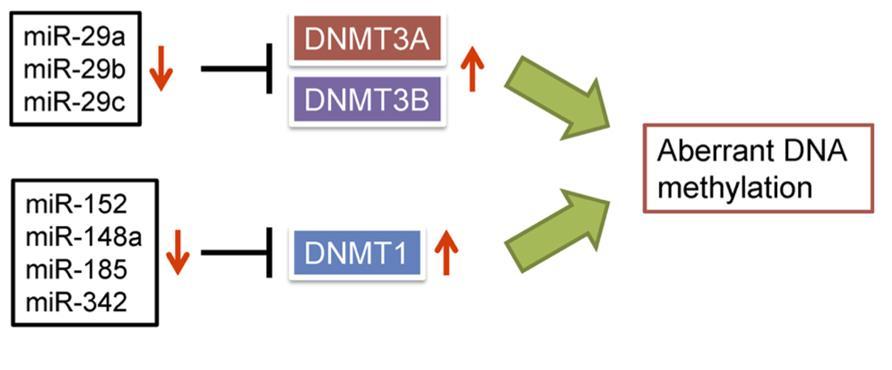 mir-29a and Epigenetic modulation through DNMT3A Deregulation of microrna-29 (mir-29a/b) family and epigenetic modulating genes as DNMT3a have been associated with the pathogenesis of myeloid