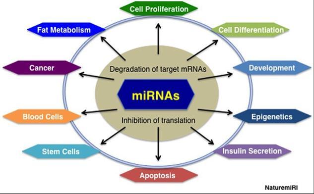 Introduction MicroRNAs (mirnas) are a small non-coding RNAs Have been implicated in regulating gene