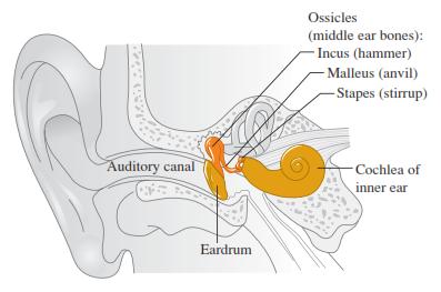 3/ Amplitude of a sound wave in the inner ear A sound wave that enters the human ear sets the eardrum into oscillation, which in turn causes oscillation of the ossicles, a chain of three tiny bones