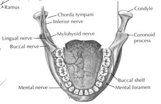 Mandibular Anesthesia Mandibular Block Anesthesia: Inferior Alveolar Lingual Long Buccal Mental Mylohyoid