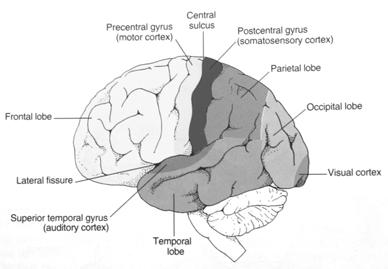Somatosensory Cortex