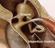 Stapedius Muscle Connects the stapes to the middle ear wall Contracts in response to loud sounds; known as