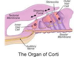 Organ of Corti The end organ of hearing;