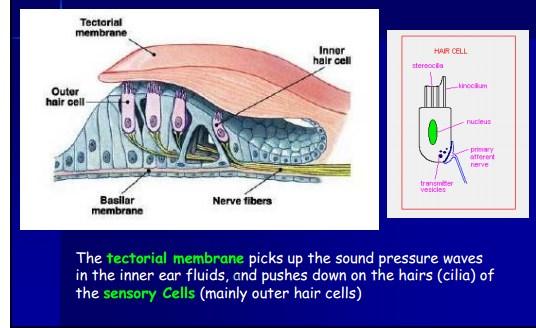 Mechanism of Hearing by Organ of Coti Vibration of the basilar membrane produces shear forces that bend the stereocilia (hairs protruding from the hair cells) against the tectorial membrane Movement