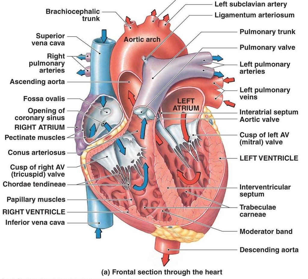 Trip around the heart RA receives deoxygenated blood from the vena cava Through