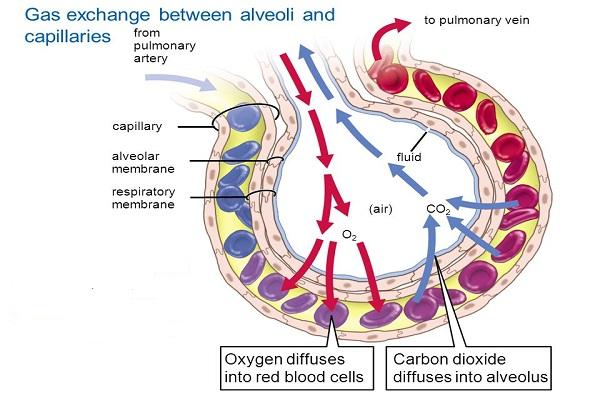 Gas exchange Occurs in the lungs and in