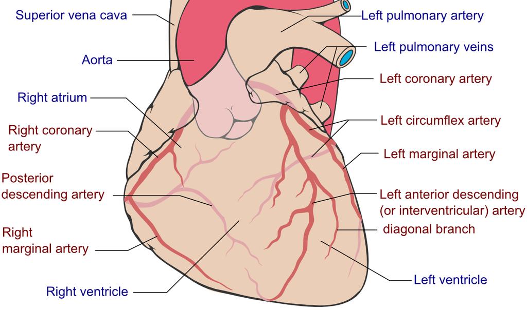 Coronary Arteries The heart s blood supply
