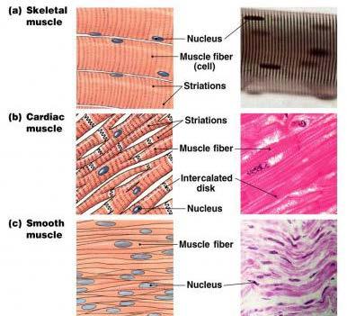 Differences in muscle cells Single vs
