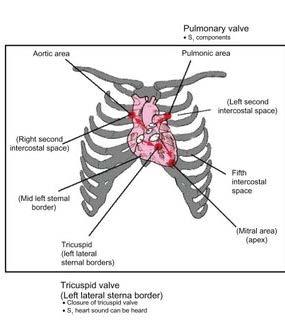 Auscultation Moving the stethoscope to hear different valve locations S1: Tricuspid and Mitral