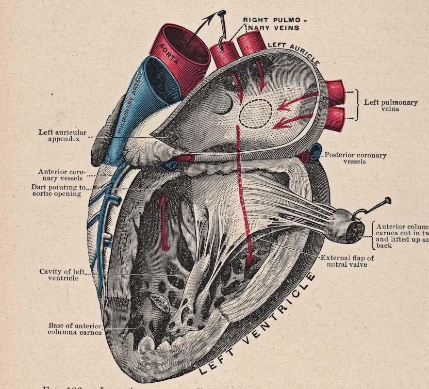 Class Outline Gross anatomy of the heart Trip around the heart Micro anatomy: