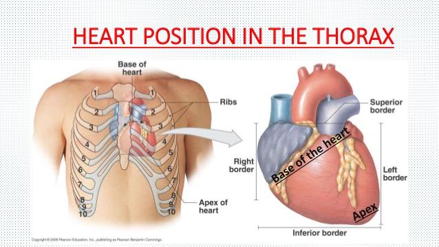 Position of the heart Base of the heart= portion of the heart closest to your head Wider, in the centre of your chest underneath your sternum/ breast
