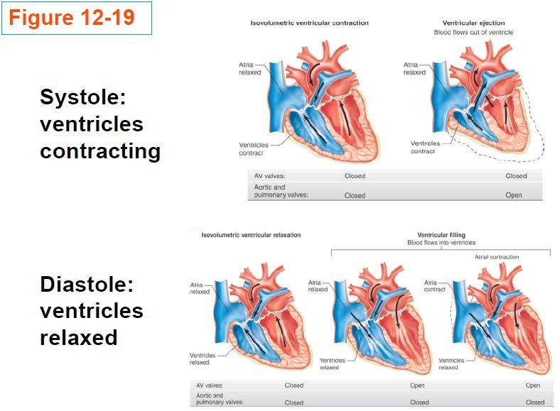 Systole and Diastole Different phases of the