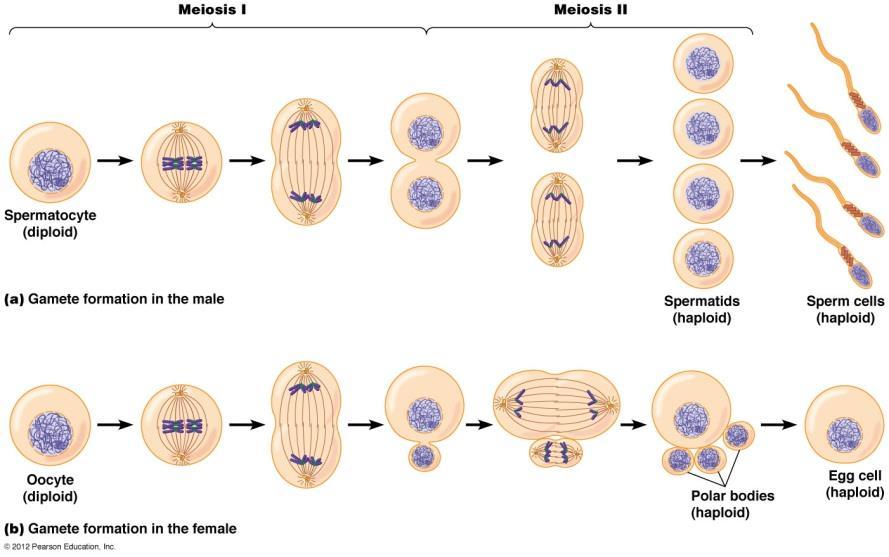TOPIC: Meiosis Meiosis is a specialized form of cell division that produces reproductive cells called gametes.