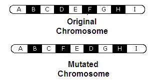 Insertion Inversion Translocation Duplication or insertion of genes into a chromosome.