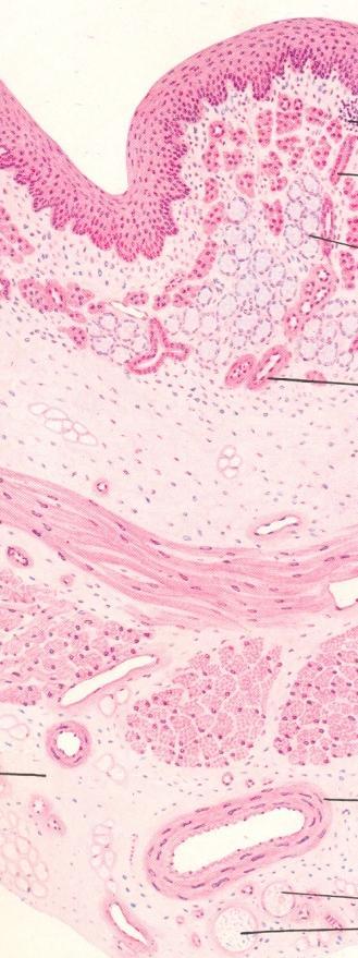 Mucosa - Stratified squamous nonkeratinized epithelium Papillae of lamina propria Muscularis mucosa longitudinal muscle bundles, mainly Submucosa :- Oesophageal glands