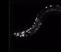 this small worm May 19, 2014 Creating new brain imaging techniques is one of today's greatest engineering challenges.