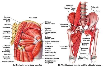 , inserts on illiotibial tract and femur Gluteal Muscles (2 of 2) the Thigh Gluteus medius and [gluteus minimus]: originate anterior to gluteus maximus
