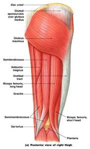 the Leg Extensors of the Knee 4 muscles of the
