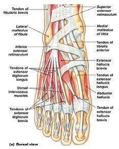 Muscles that Produce Extension at the Toes Extensor