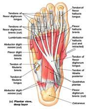 Muscles of the Foot Muscles that Produce Flexion at the