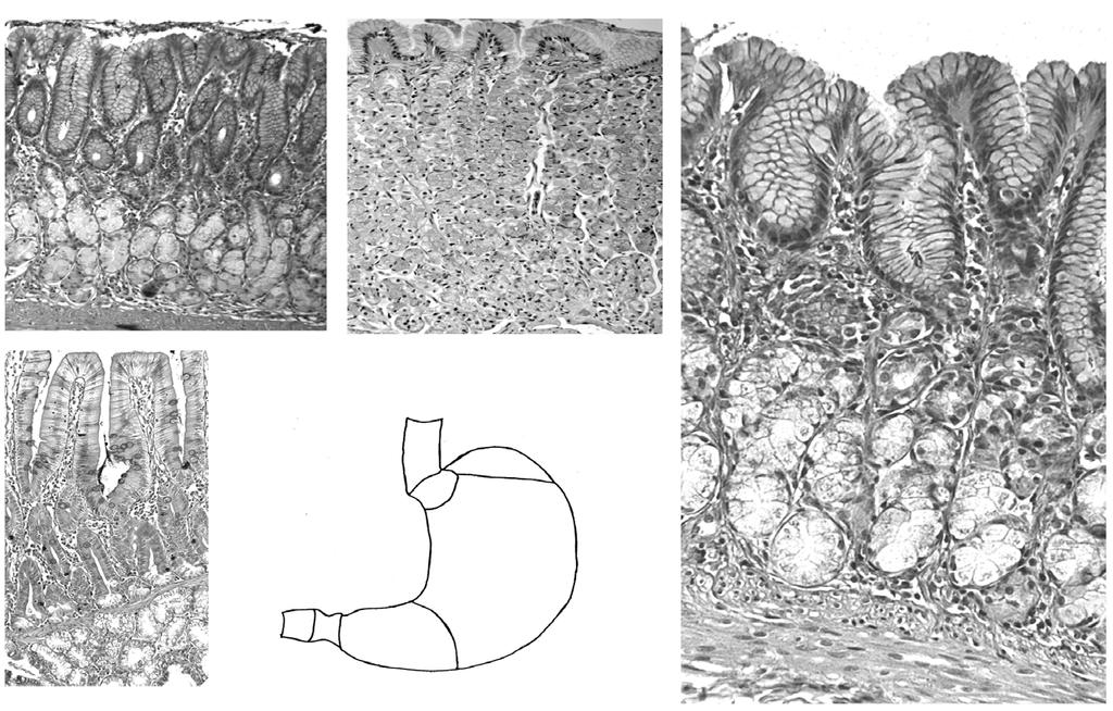 Surface Foveolae A B Cardia Corpus Fundus Neck Stem cell migration Glands Duodenum D Pyloric sphincter Antrum Figure 3. The regions of the stomach. Cardia. (A), corpus/fundus (B), antrum (C) are histologically different.
