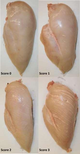 White Striping in broilers (Bailey et al.