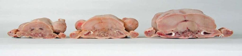 BROILER GENETIC ADVANCEMENT 49 DAYS OF AGE 1972 TODAY S Boneless breast meat very popular BROILER High