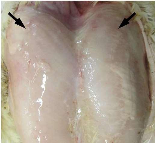 Wooden Breast in broilers (Bailey et al., 2015) Breast muscle from 42-day-old broiler.