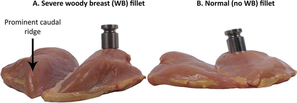 Normal and Wooden breast