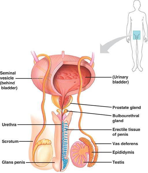 Male reproductive system Testes & epididymis sperm production & maturation