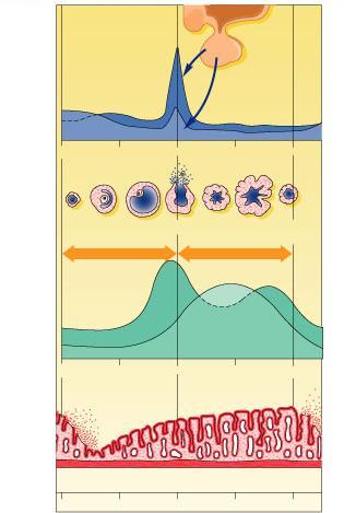 Menstrual cycle Controlled by interaction of 4 hormones FSH & LH estrogen progesterone egg