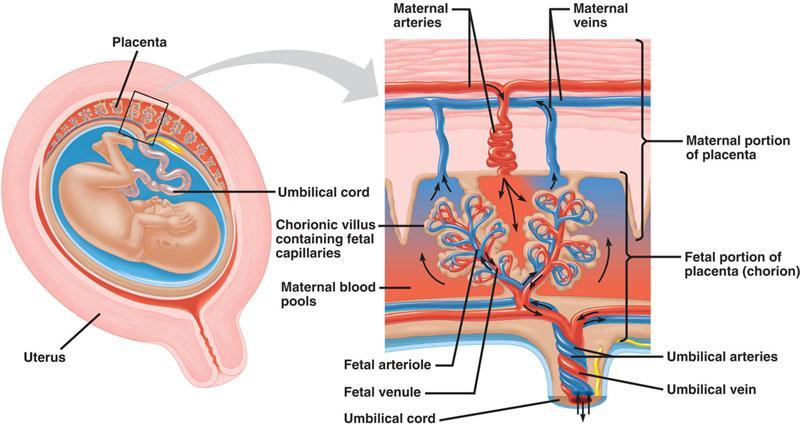 Placenta Food & gases