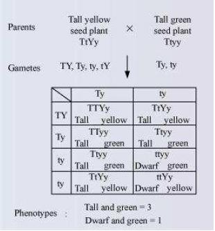 Question 7: When a cross in made between tall plants with yellow seeds (TtYy) and tall plant with green seed (TtYy), what proportions of phenotype in the offspring could be expected to be (a) Tall