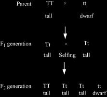 Studying the cross: TT, tt, and Tt are genotypes while the traits, tall and dwarf, are phenotypes. T stands for tall trait while t stands for dwarf trait.