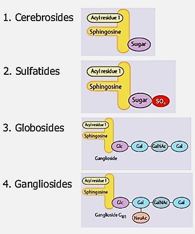 Glycolipids Glycolipids are sugar-containing lipids. The animal glycolipids are derived from sphingosine. Plant glycolipids (mainly galactolipid) are derived from glycerol.