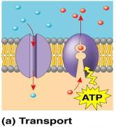 (K-channel) Neurotransmitters (serotonin reuptake protein) 3-Enzymes Lipid biosynthesis