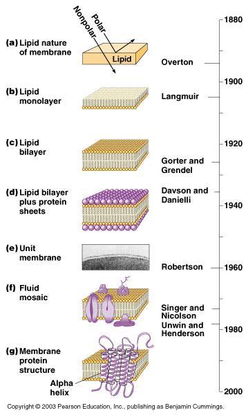 History of biomembrane discovery The behavior of lipids with